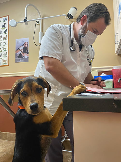 WPWG staff member preparing a pet vaccine for a dog in an examination room near Chattanooga, TN